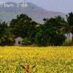Gundlupet Flower Fields