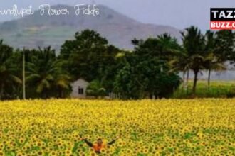 Gundlupet Flower Fields