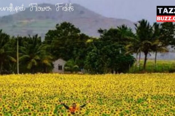Gundlupet Flower Fields