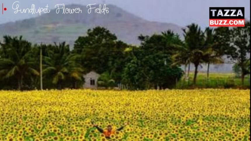 Gundlupet Flower Fields