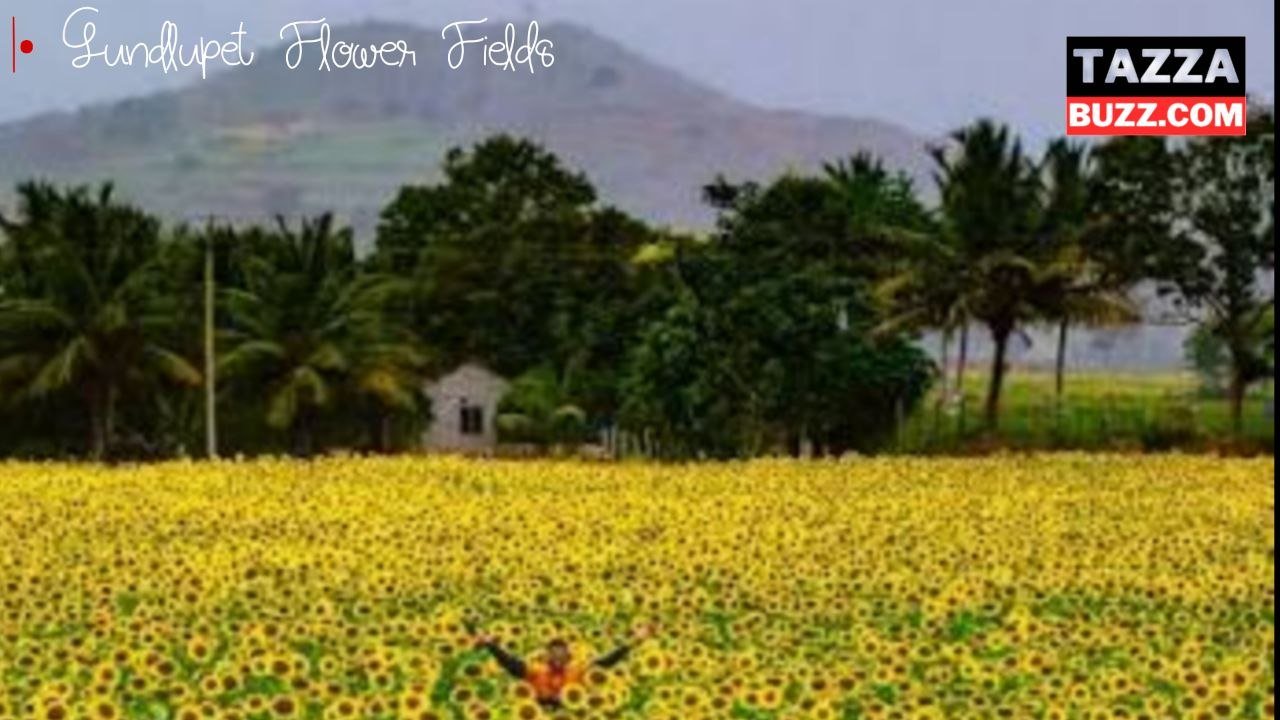 Gundlupet Flower Fields